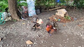 Regular Grey VS McLean Hatch Spar