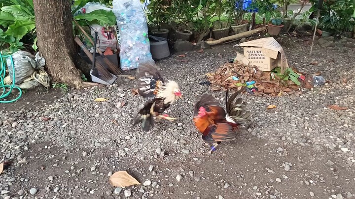 Regular Grey VS McLean Hatch Spar