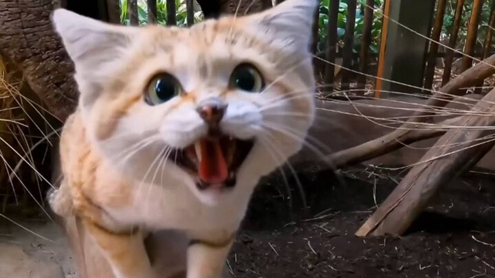 แมวทะเลทรายใช้เสียงคำรามใส่คุณ แต่ดูเหมือนจะไม่มีผลเลย…