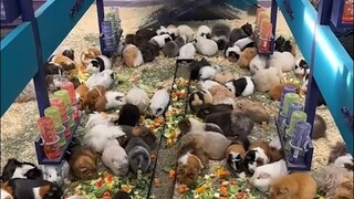 Guinea pigs' lunch time sounds like game sound effects