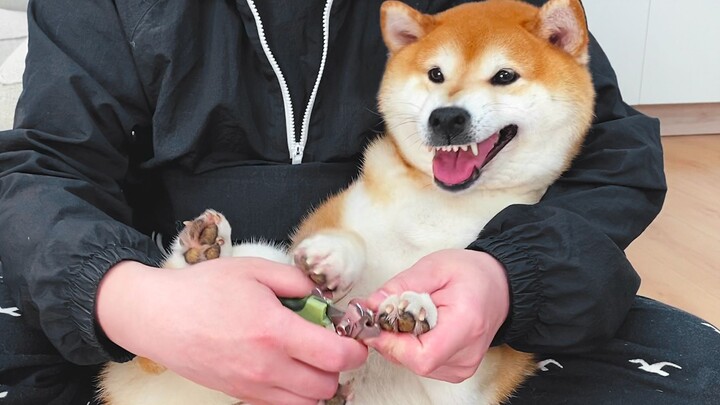 ชิบะอินุ: ฟังนะ ขอบคุณเธอนะ อย่าตัดเล็บหนูเลยได้ไหม!