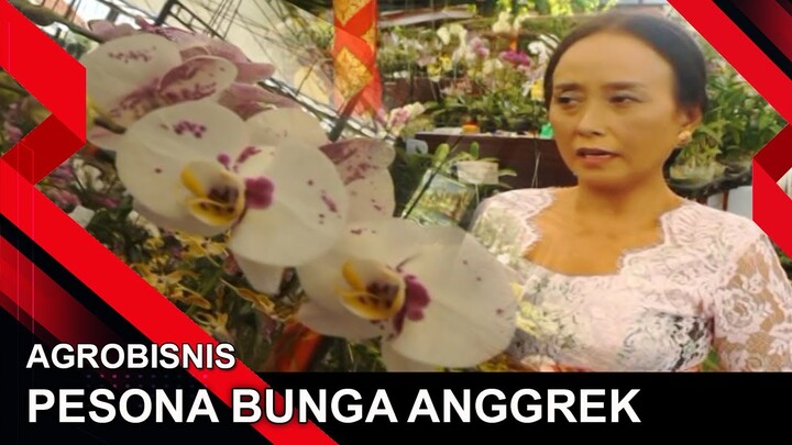 PESONA BUNGA ANGGREK | AGROBISNIS