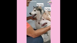 [Vietsub] BMW phiên bản limited chạy bằng mấy bé husky 🤣 | Ổ nhỏ của Hoài