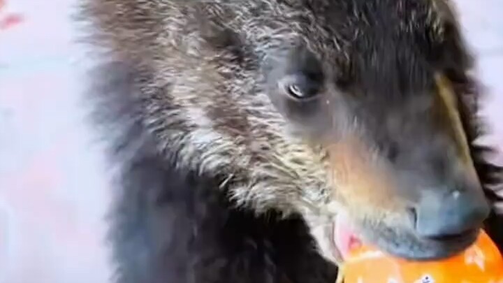 Aliansi Penghancur Xionghu~