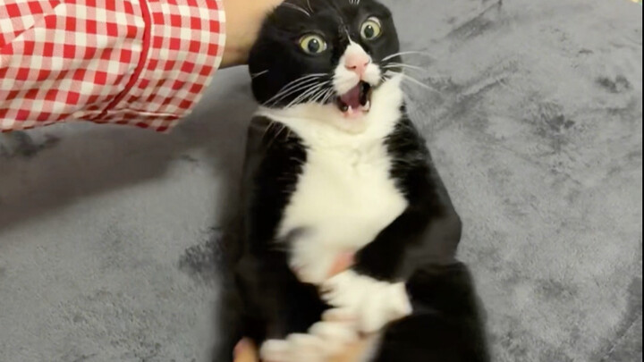 แมววัวนมน่าลูบขนาดนี้เลยเหรอ