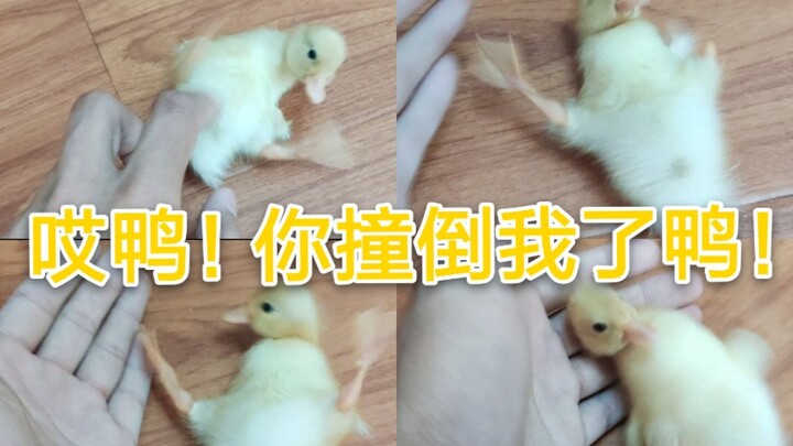 【Bebek Call】Jatuh itu tidak menakutkan, yang menakutkan adalah si ayah sudah tiga kali menolongmu ba