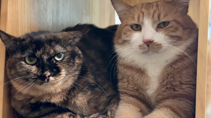 Berani sekali! Berani tidak sopan pada si bunga ini!