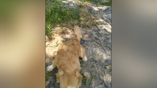 Ba troll e hoài...cunyeucuadua yeucho yeuchomeo cún cúncon chó chómèo chócon chókhôn yeuchomeo chócute pet dog dogsoftiktok doggo