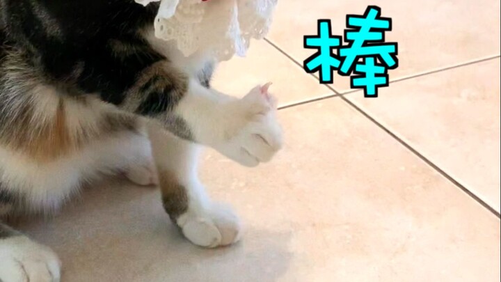 เมื่อความสุขมาเคาะประตู...【ปี้ปี้เป็นแมวตัวหนึ่ง】