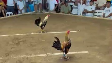 Abucay 2hits, 2/14/26 1st fight W