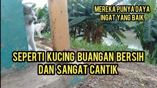 Anak Kucing Dan Induknya Menyambut Kedatanganku Dia Ingat Pernah Aku Tolong Pada Saat Kelaparan..!