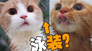 妈妈问我为什么要穿泳装给猫洗澡？还洗4只