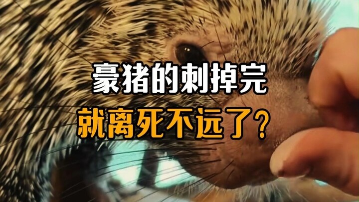 เมื่อหนามของเม่นหลุดหมดแล้ว ก็ใกล้ตายเต็มทีเลยใช่ไหม?