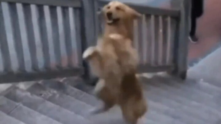 สัตว์มหัศจรรย์อยู่ที่ไหน? #1