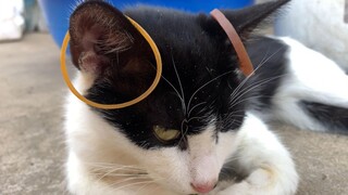 Seberapa sensitif telinga kucing: Ketika karet gelang digantungkan pada telinga, telinga tersebut la