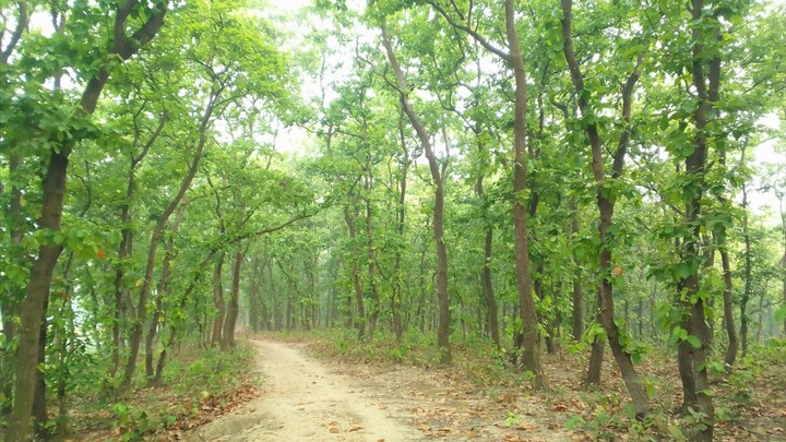 গ্রাম ছাড়া ঐ রাঙামাটির পথ আমার মন ভোলায় রে। গজারি বন। প্রাকৃতিক সৌন্দর্য।