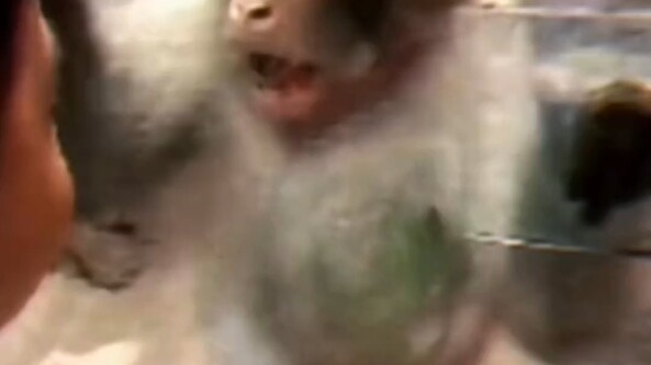 Monkey: Are you deaf?