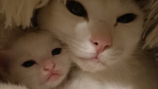 สัตว์|หลับอยู่ ถูกแมวปลุกให้ตื่น