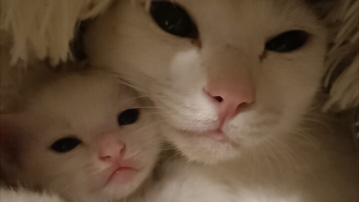 Exercise|Cat Always Wakes Me Up When I Sleep