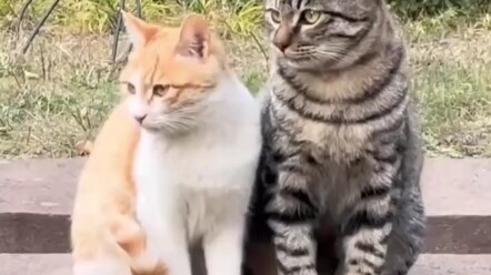 Đẩy cặp đôi mèo, siêu ngọt ngào