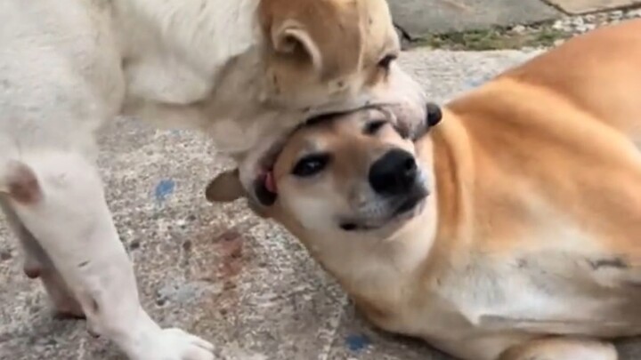 Enjoying a Villainous Dog Life