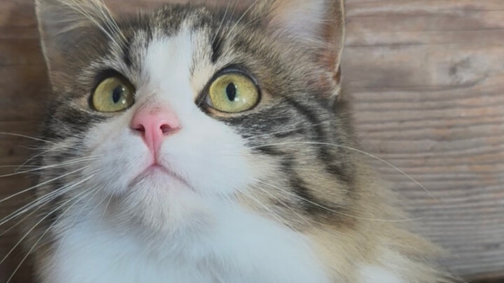 My silly cat Charlotte has passed away.