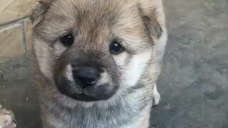 Hug it! A cute, fat, and silly little country dog