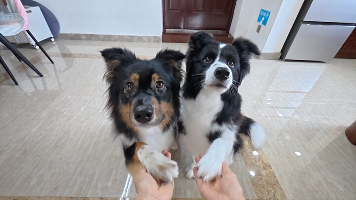 คู่มือการจับมือของลูกสุนัข