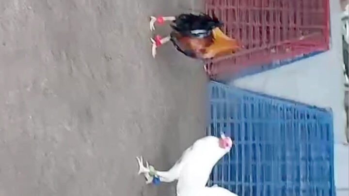 Boston millionaire X boston secret white available pm