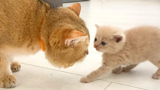 “หยุดดมผมสักที!” - เจอพ่อแมวกับลูกแมวสุดน่ารัก