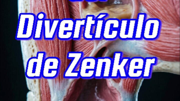 💊       𝙇𝙖 𝙛𝙤𝙧𝙢𝙖𝙘𝙞𝙤́𝙣 𝙙𝙚𝙡 𝙙𝙞𝙫𝙚𝙧𝙩𝙞́𝙘𝙪𝙡𝙤 𝙙𝙚 𝙕𝙚𝙣𝙠𝙚𝙧