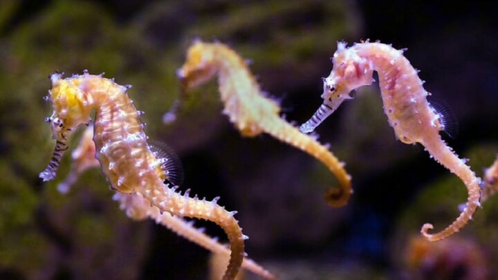 fakta unik kuda laut part 2