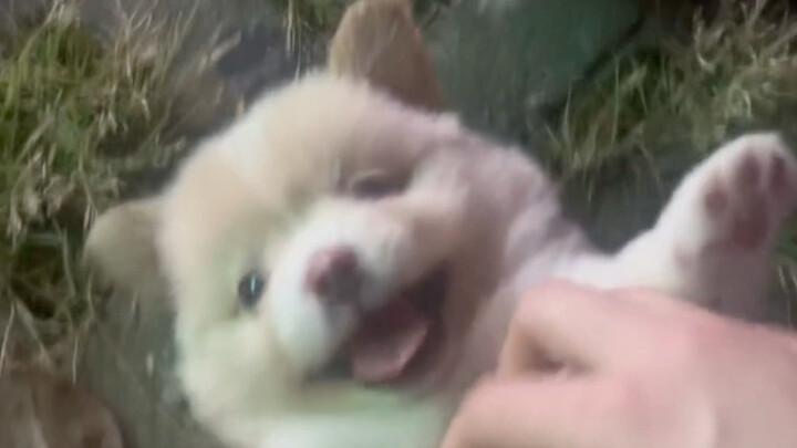 Saat pulang kerja, secara tak sengaja bertemu beberapa ekor anak anjing