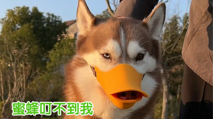 กระทะกลับลอยลงมาจากฟ้าจริงๆ ด้วย งานนี้เริ่มสนุกแล้ว…