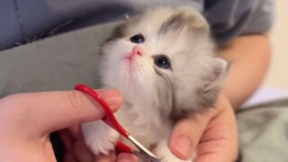 "Although the kitten is stupid, it is cute."