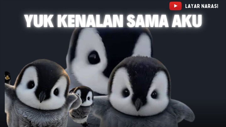 Yuk Kenalan dengan Penguin, burung lucu yang nggak bisa terbang tapi jago berenang!