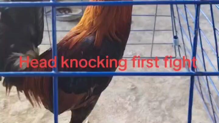 Tested breeding first fight win(lemon)#hilights #sabongislife #sabongnation