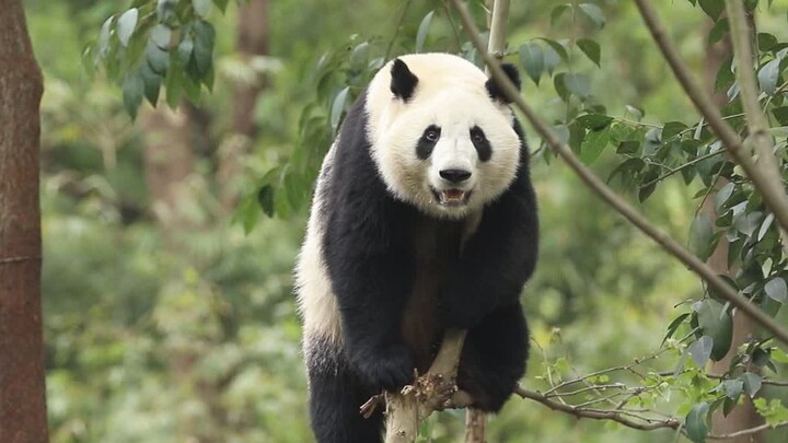 Mistaken for Huahua by tourists, He Ye was so annoyed that he immediately performed a solo on a bran