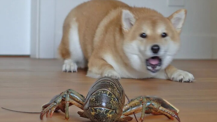 Hilarious! A dog got so scared by a lobster that it started jumping in a laser shower—so chicken-hea