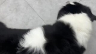 Border Collie: Which careless pet parent lost their dog?