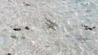 baby shark