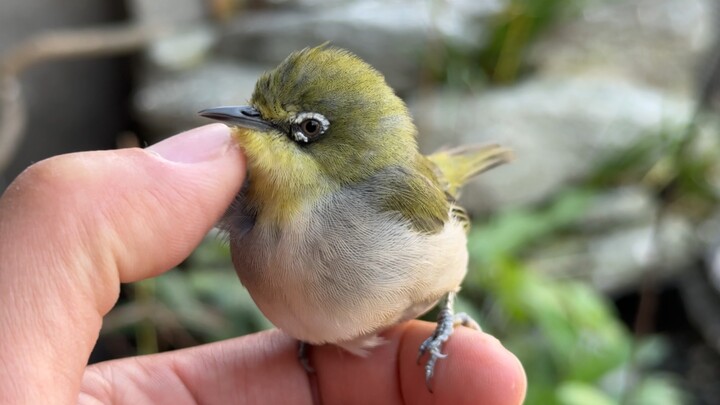 This bird must have transformed from a dog. I can’t drive it away even if I put it on my hand!