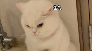 它生气的样子好可爱