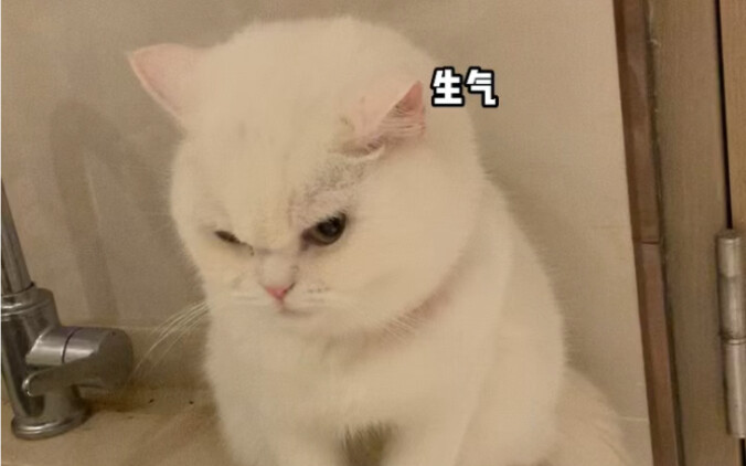 它生气的样子好可爱