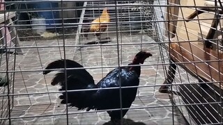 mga ginagawa ko sa paghanda ng mga Manok panlaban ko