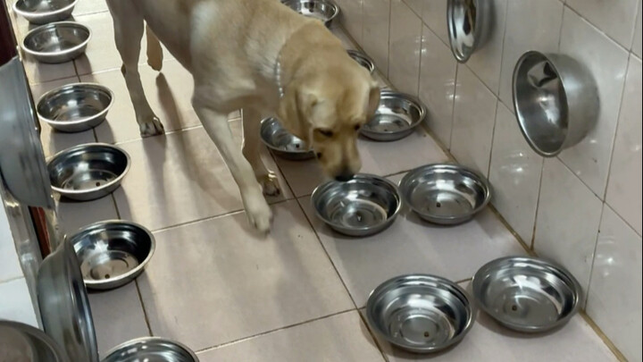 狗：不知道为什么吃了50碗狗粮，还是饿