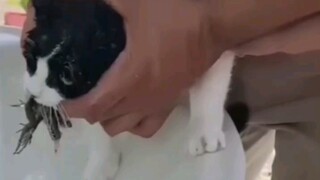 奶牛猫宁死不屈！