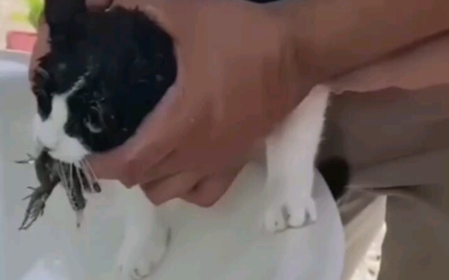 Con mèo bò thà chết chứ không chịu đầu hàng!