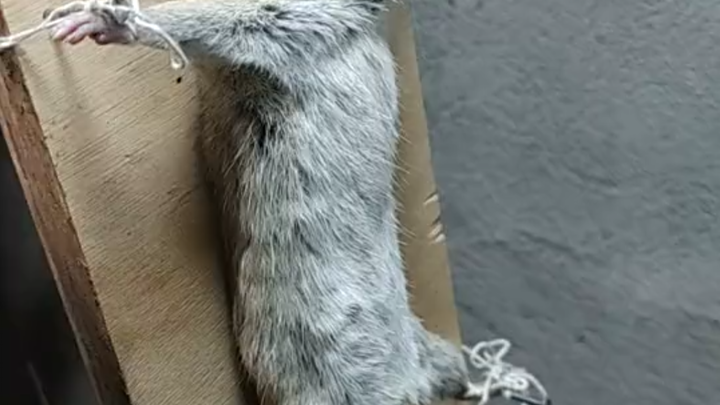 หนึ่งในสิบวิธีทรมานสมัยใหม่