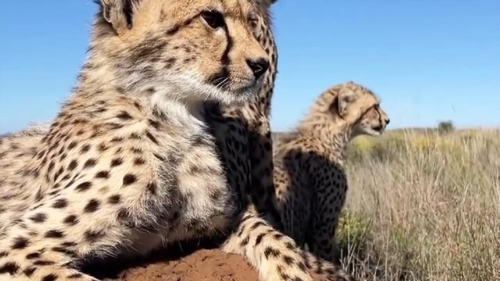 จริงๆ แล้วเสือชีตาห์ไม่ได้น่ากลัวขนาดนั้น รูปร่างขนาดใหญ่แบบนี้จะไม่โจมตีคน